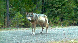 This remote camera photo taken May 3, 2014, and provided by the Oregon Department of Fish and Wildlife shows the wolf OR-7 on the Rogue River-Siskiyou National Forest in southwest Oregon.