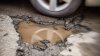 Agencia estatal reembolsa hasta $10,000 si sufres daños en el vehículo a causa de un bache en la carretera