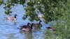 Hallan tres gansos muertos con gripe aviar en estanque de Sacramento, confirma CDFW