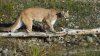 Cuidado: posible león estaría merodeando por Lodi