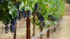 Amarga vendimia en California: la demanda del vino se desploma en todo el mundo