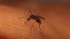 Confirman primer caso de virus del Nilo Occidental en el condado Stanislaus