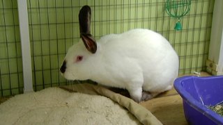 TLMD-CONEJO-ADOPCION