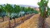 Amarga vendimia en California: la demanda del vino se desploma en todo el mundo