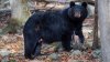 “Salen de sus guaridas invernales”: advierten sobre aumento de cachorros de oso en Lake Tahoe