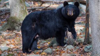 aparece oso