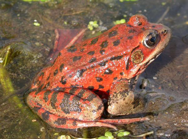 <strong>Anfibio estatal</strong>: rana de patas rojas<br>Incluida en la Ley de Especies en Peligro de Extinción como una especie amenazada, la rana de patas rojas es conocida por su aparición en "La Rana Saltadora Celebrada del Condado de Calaveras" de Mark Twain. Se encuentra principalmente a lo largo de la costa desde el condado de Marín hasta el norte de Baja California.