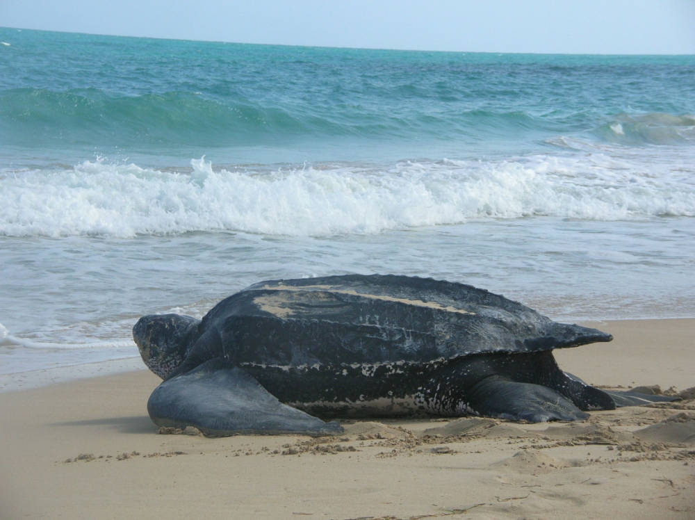 <strong>Reptil marino estatal</strong>: tortuga baula del Pacífico<br>La tortuga baula o laúd del Pacífico ha existido durante aproximadamente 70 millones de años y se convirtió en el mamífero marino oficial del estado en 2012. Con un peso de hasta 2,000 libras, la tortuga marina con un caparazón coriáceo puede sumergirse profundamente en las aguas del océano.<br>