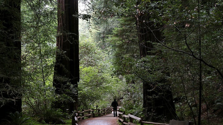 <strong>Árbol estatal</strong>: Secoya de California <br>Impresionante e imponente, la secoya de California es el árbol del estado. Uno de los gigantes del bosque en los Parques Nacionales y Estatales de la Secoya alcanza unos 380 pies. Fue designado en 1937. En esta foto, un visitante camina por un sendero de secuoyas costeras en el Monumento Nacional Muir Woods en Mill Valley, California.<br>