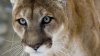 Advierten sobre avistamiento de un puma merodeando en el área de Rocklin