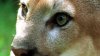 Aplican eutanasia a puma que mata a cuatro cabras cerca de escuela en el condado Yuba