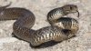 “Es esa época del año”: advierten sobre presencia de serpientes al norte de California