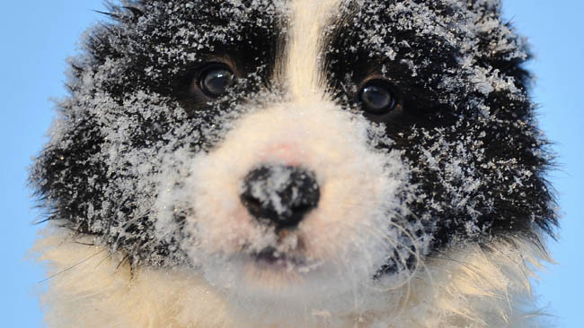 tlmd_04_perros_invierno1