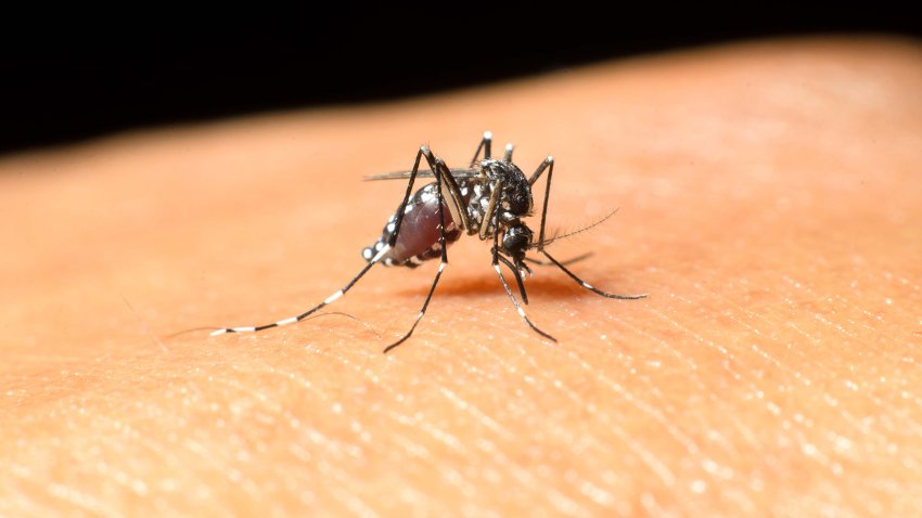 west nile in prince georges