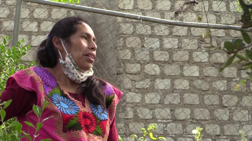Indígenas de Chiapas usan plantas medicinales contra la pandemia