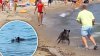 Video: jabalí aparece nadando en una playa y arremete contra bañistas