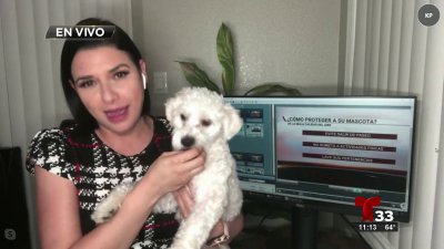 La mala calidad del aire afecta también a las mascotas, ¿cómo protegerlos?