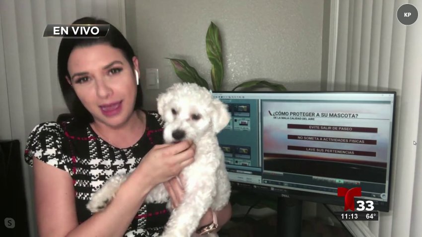 La mala calidad del aire afecta también a las mascotas, ¿cómo protegerlos?