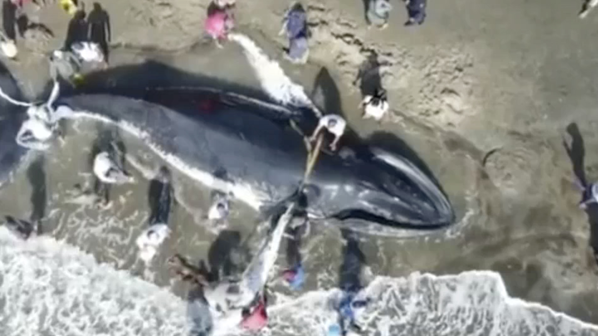 En Video El Increible Rescate De Una Ballena Jorobada Varada En Una Playa Telemundo Sacramento