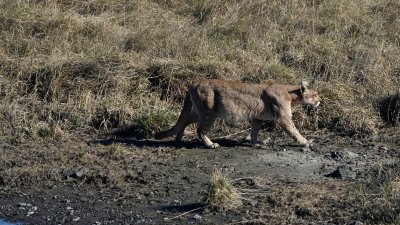 Recomendaciones ante avistamiento de puma en Winters