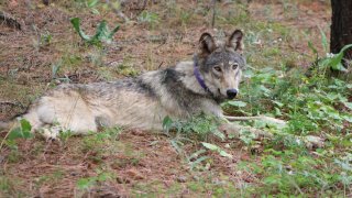 Gray wolf known as OR-93.