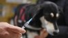 Sacramento ofrece vacunas y microchips gratis para mascotas