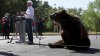 Denuncian a candidato a gobernador de California por el uso de un oso en su campaña