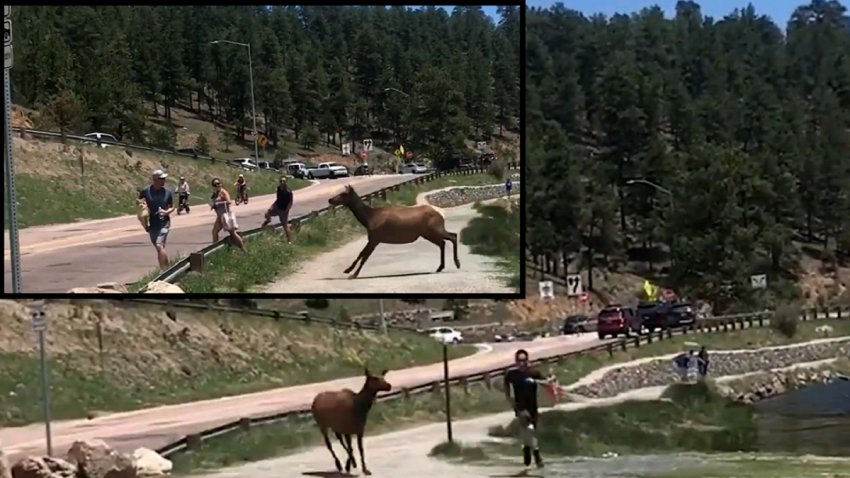 Captado en video: furioso alce ataca a decenas de transeúntes