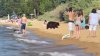 Osa y sus tres cachorros se dan chapuzón en Lake Tahoe frente a visitantes