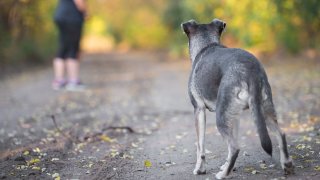 Autopsia confirma que adolescente murió por ataque de perros en Nación Navajo