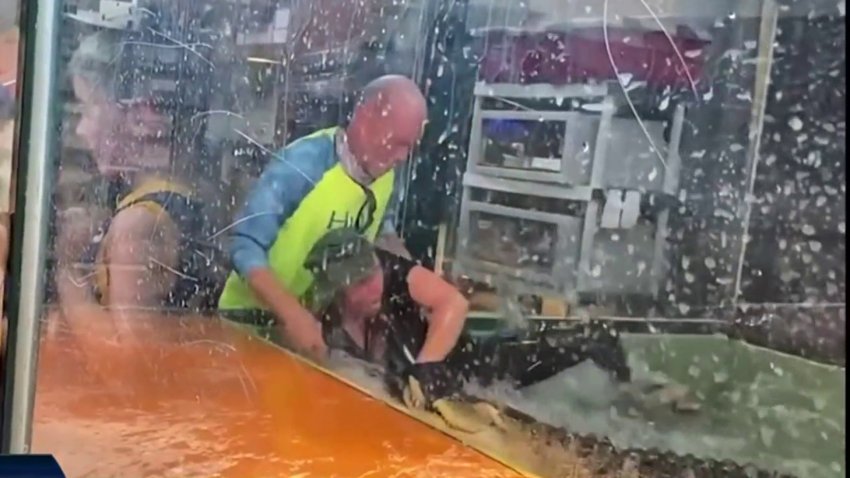 Espectador salva la vida de entrenadora atacada por caimán en Utah