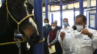 México produce suero equino contra el COVID-19