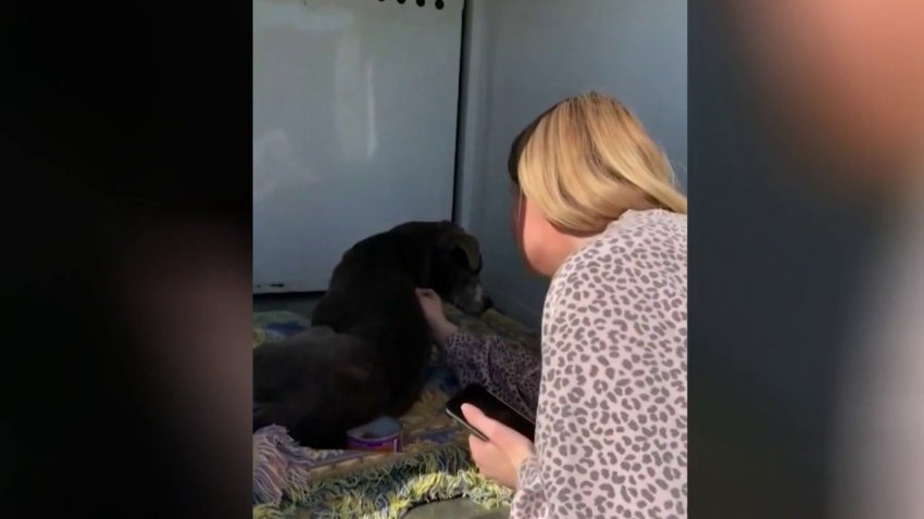 Increíble: se reencuentra con su perro perdido por 12 años