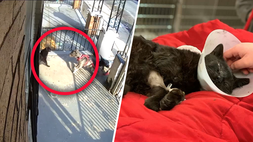 “Los habrían soltado adrede”: captan en video brutal ataque de dos perros a un gato