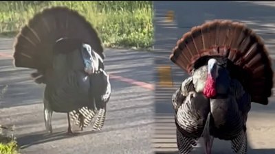 En video: gigantesco pavo salvaje ahuyenta a transeúntes en un sendero