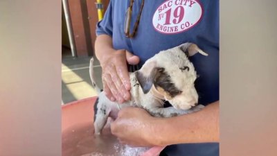 Rescate canino: el cachorro rescatado de las llamas ya tiene nombre y hogar