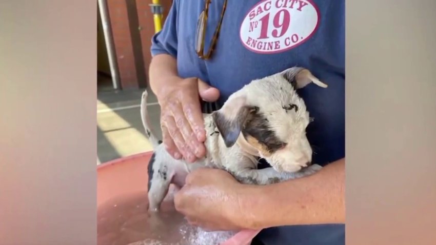 Rescate canino: el cachorro rescatado de las llamas ya tiene nombre y hogar