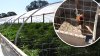 Incautan cientos de plantas de marihuana y decenas de gallos de pelea en el condado Calaveras