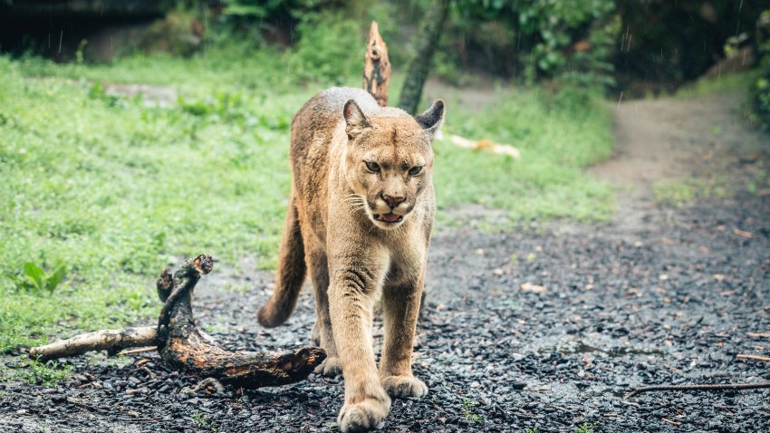 The cougar (Puma concolor), also known as the puma, mountain lion, panther, or catamount.