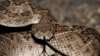 Cómo evitar que las serpientes entren a tu casa, según expertos