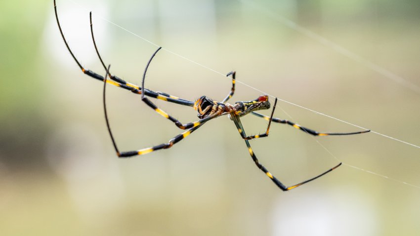 Gigantesca y hasta puede “volar”: enorme araña amenaza con invadir otro estado de EEUU