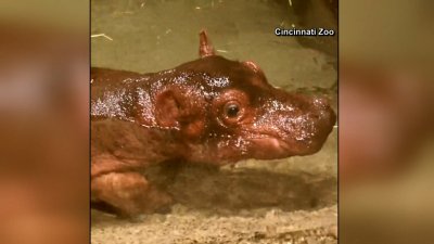El nuevo bebé hipopótamo de Cincinnati recibe su nombre