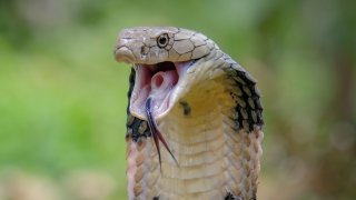 Cobra venenosa