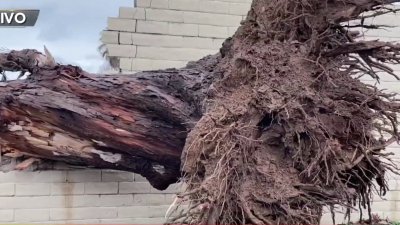 Más Daños: Enorme árbol cae hacia la carretera 50
