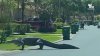 “¡No lo creo!”: inmenso caimán sorprende a residentes merodeando por calles de vecindario