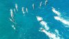Video: momento mágico se torna peligroso cuando bañistas acorralan a grupo de delfines