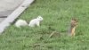 ¿Una ardilla albina? Extraño animalito queda captado en video