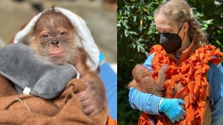 Sumatran orangutan