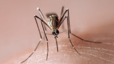 What is malaria and how does it spread?