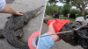 Captado en video: atrapan a cocodrilo de 5 pies en un vecindario de EEUU